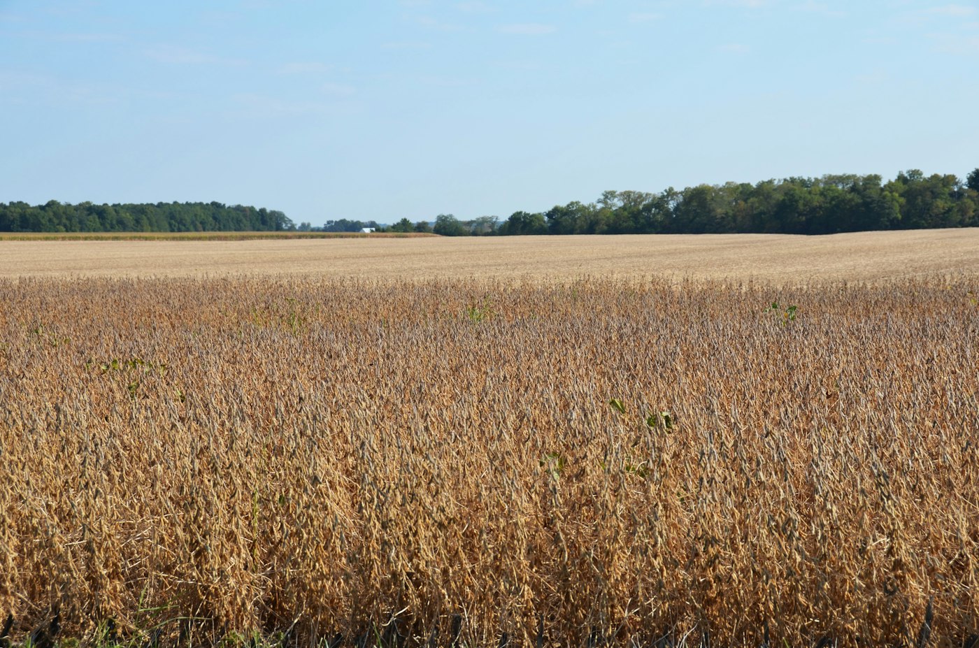 Wide field of soybeans ready for harvest