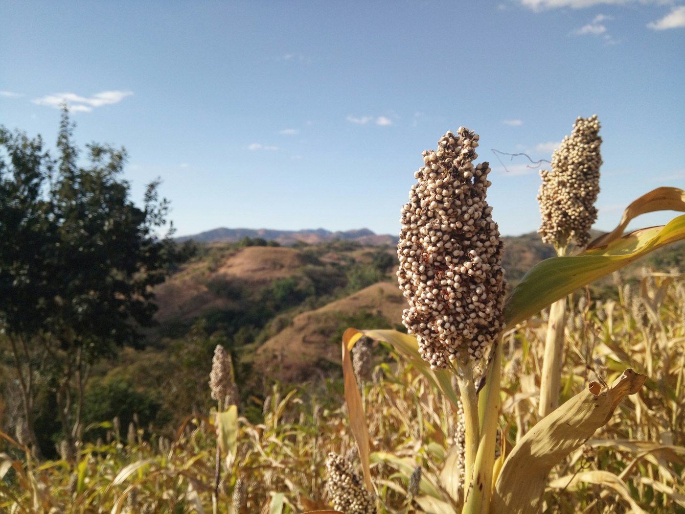 Sorghum plant in a field with hills in the background