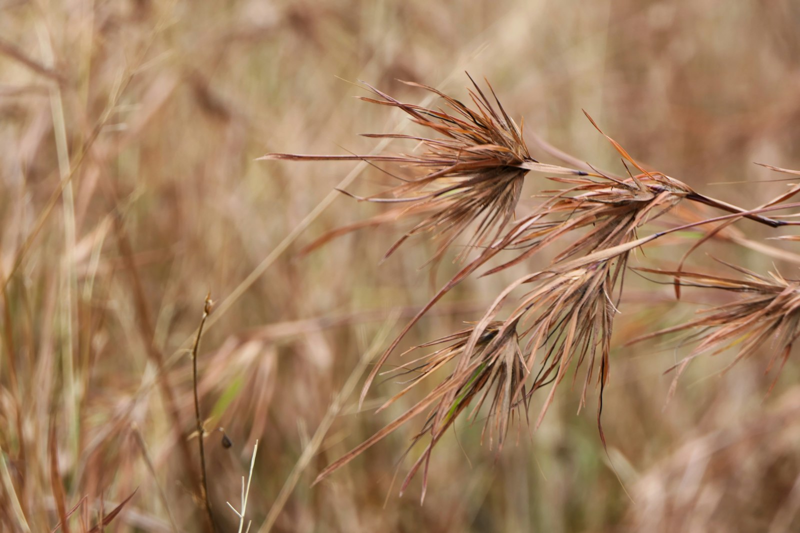 Oat field swaying in the wind
