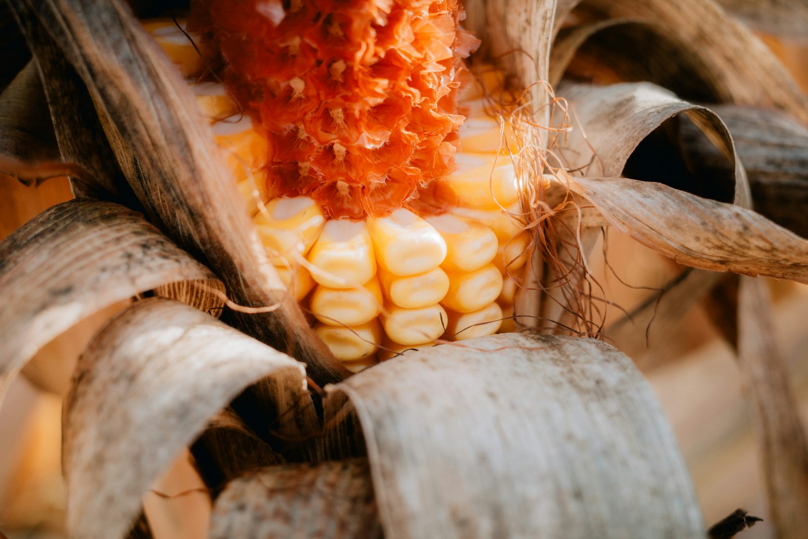 Close-up of a ripe ear of corn opening in its husk
