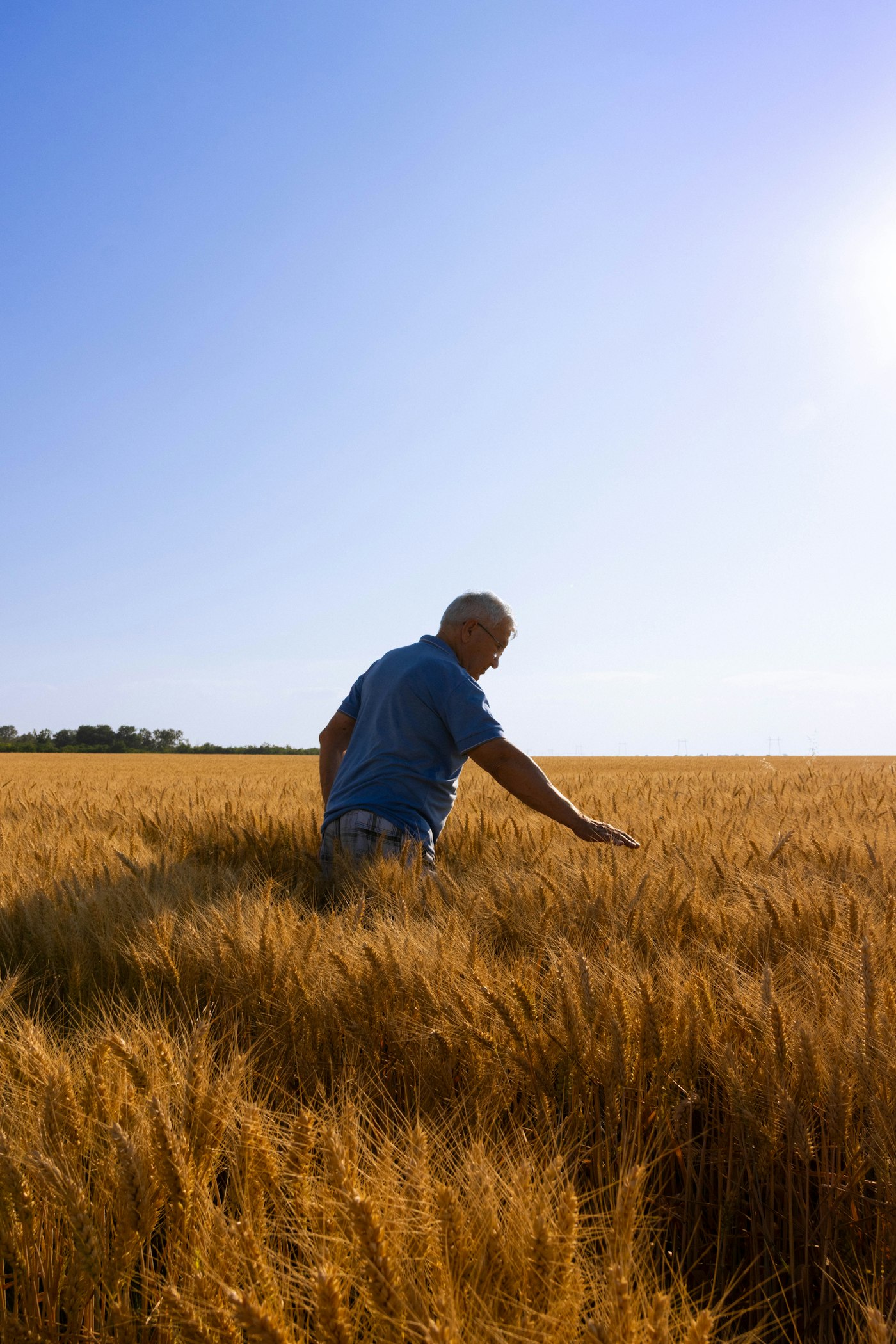 Grower walking through a ripe grain field under a clear sky