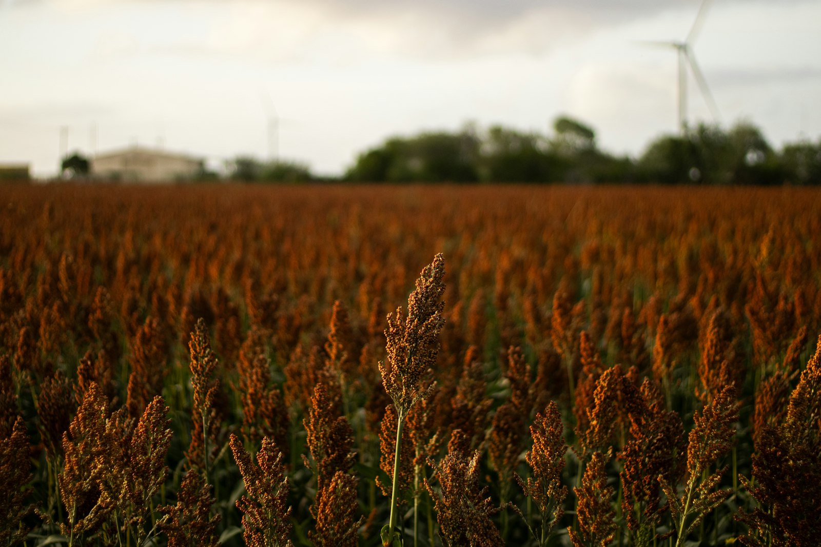 Field of red sorghum ready for harvest
