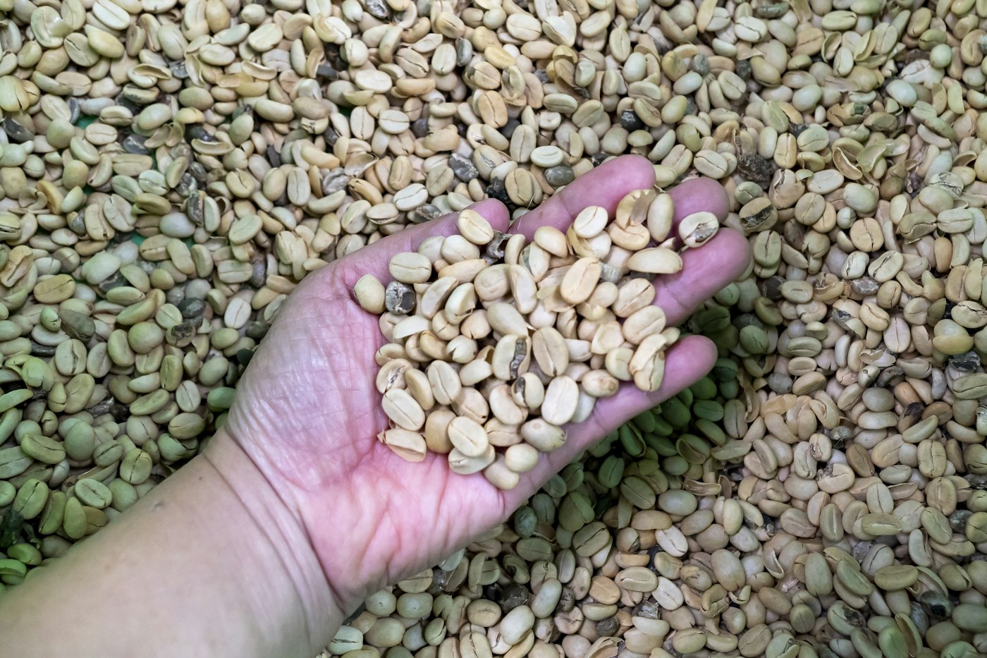 Hand holding a pile of seeds