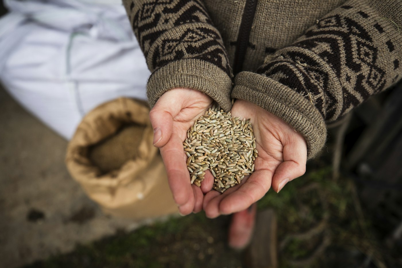 Hands holding seeds taken from a sack