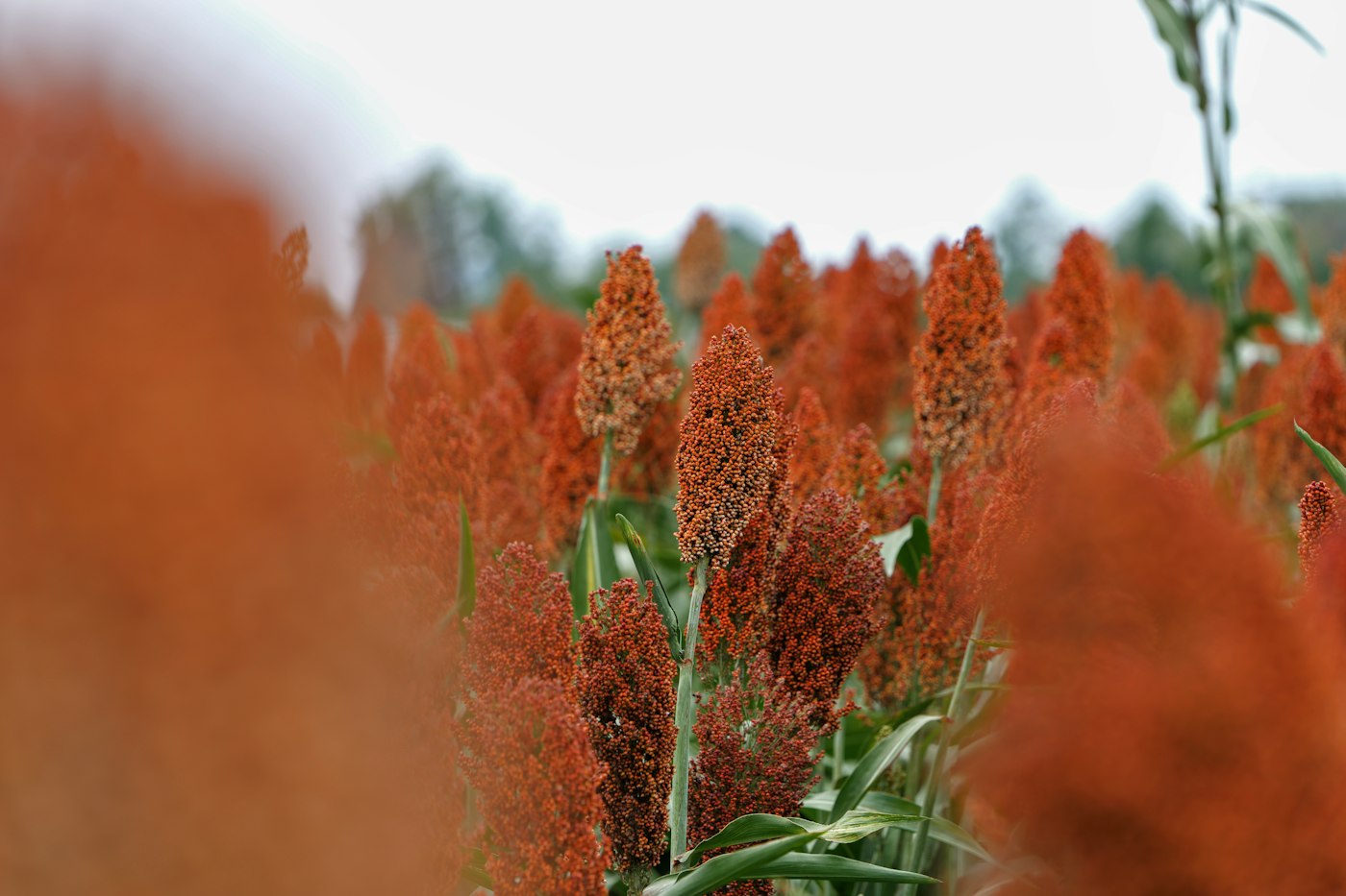 Red sorghum heads in the field