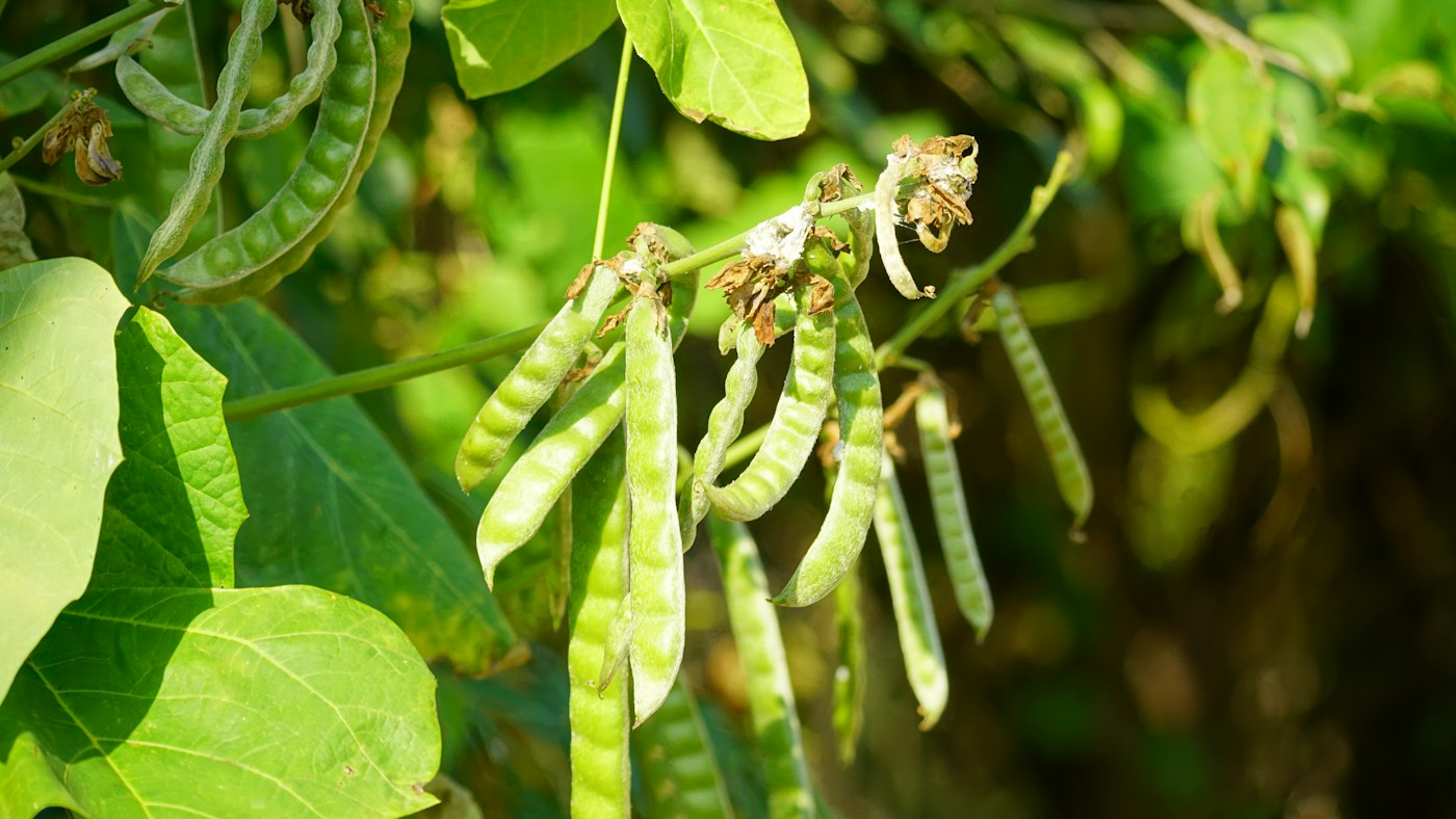 Green pods hanging from a leafy plant