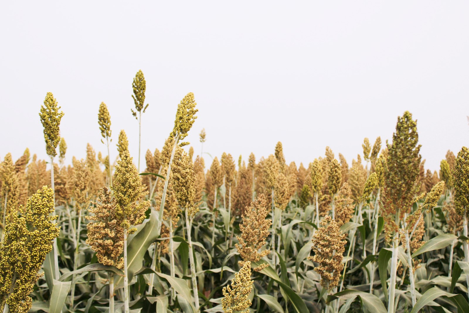 Sorghum plants growing in a field