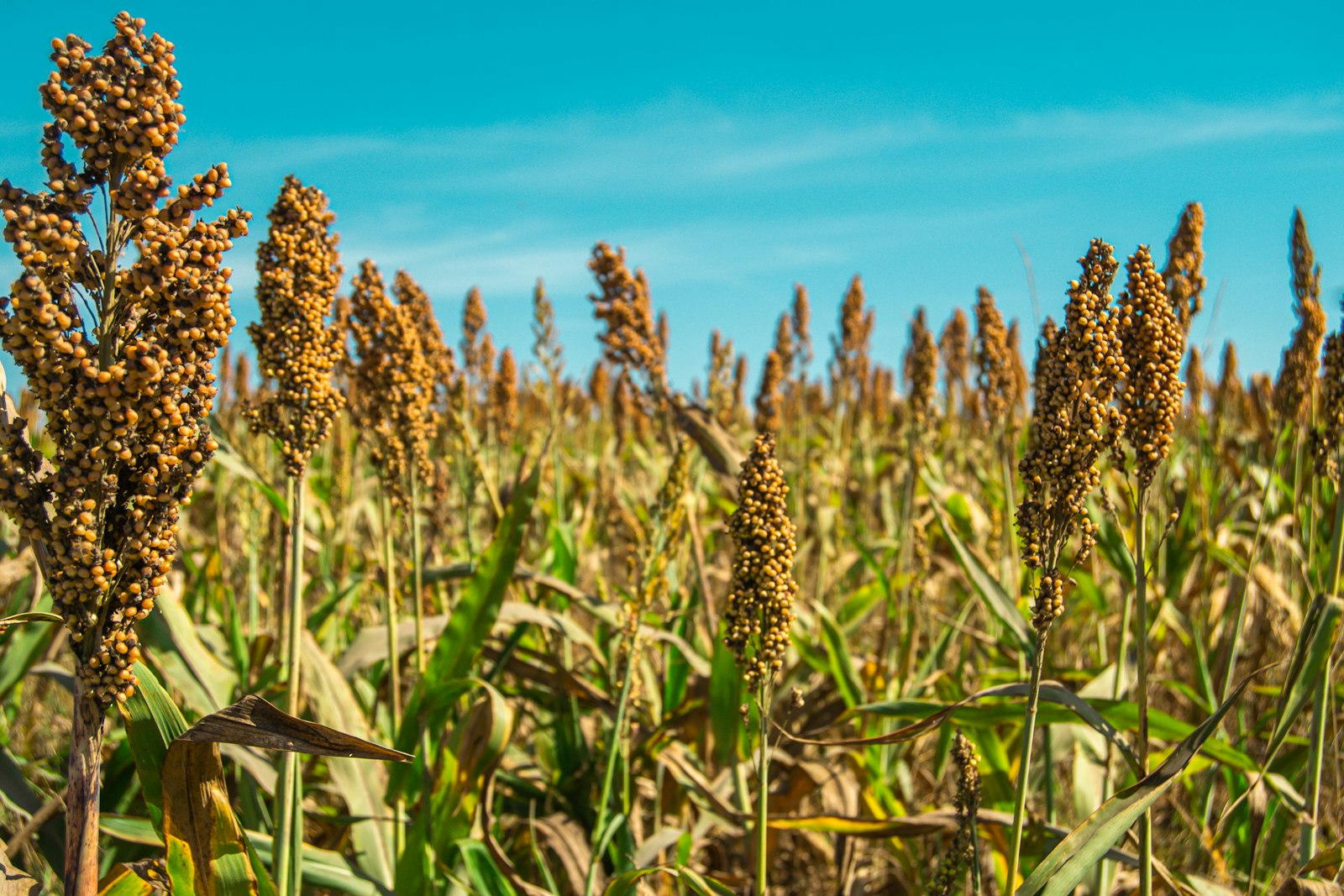 Sorghum field under a clear blue sky